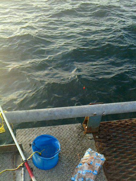 夕方からのメバル